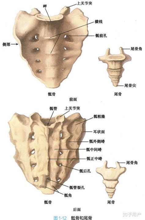 骶骨一共有几块？ 知乎