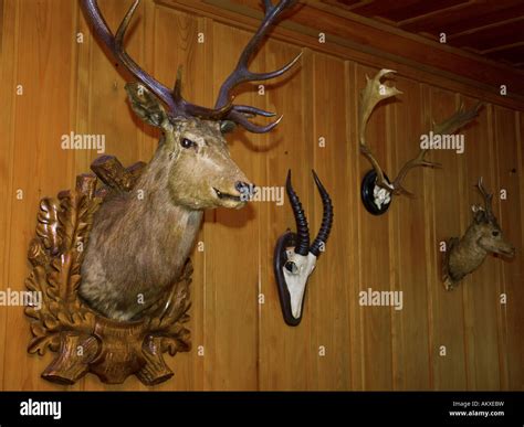 Hunting trophies at a panelled wall Stock Photo - Alamy