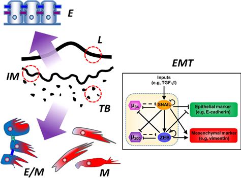 Figure 1 From Tumor Budding The Name Is EMT Partial EMT Semantic