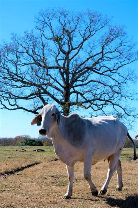 Brahma Cow Portrait stock image. Image of holidays, elegant - 105752011