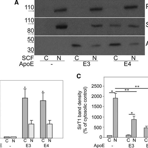 Subcellular Localization Of Apoe Isoforms And Sirt A Subcellular