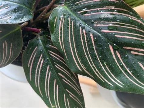 Calathea Ornata In Depth Guide Care Facts About The Pinstripe Plant