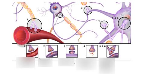 Types Of Synapses Diagram Quizlet