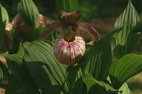 Cypripedium Monto Rolf Panczak Flickr