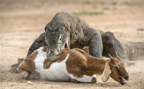 The Komodo Dragon Varanus Komodoensis Stock Photo By SURZet