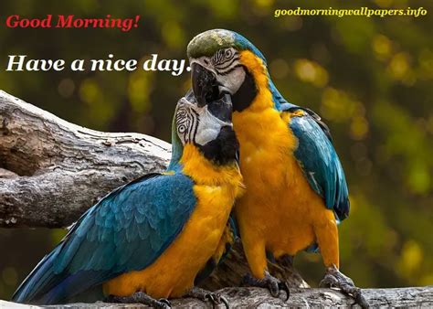 100 Good Morning Birds Wishes Beautiful Flying Birds Images