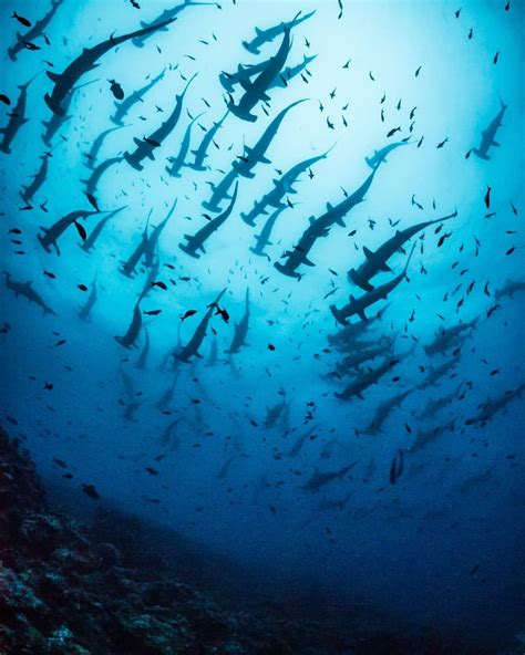 Underwater Shark Photography