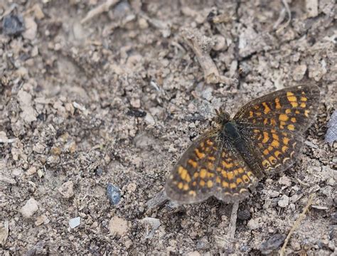 Vesta Crescenttexas Butterfly Festival 2022 Olympus Digit Flickr