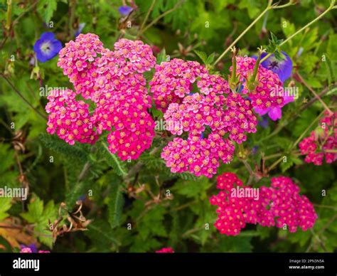 Achille Millefolium Paprika Hi Res Stock Photography And Images Alamy