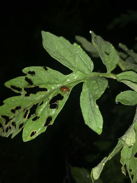 What Is Eating My Tomato Plant And What Do I Do To Treat It R