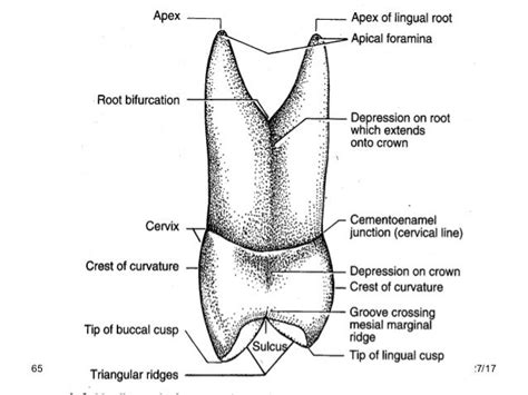 tooth Morphology central incisor