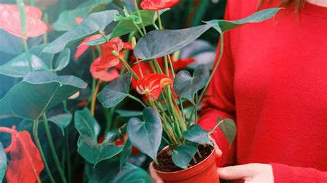 Steps To Repotting Anthurium Plants A Step By Step Guide