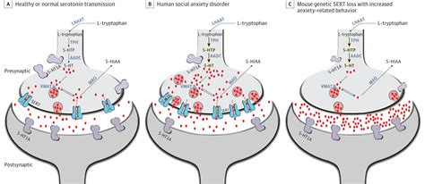 Serotonin And Anxiety