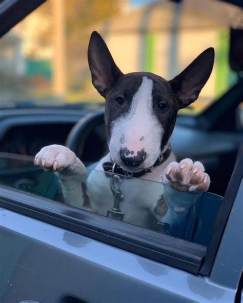 Qu Comen Los Bull Terrier Quecomen Net