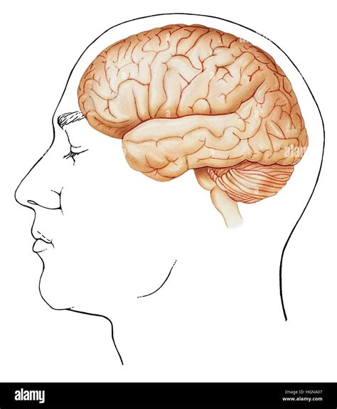 Human Brain Drawing Side View