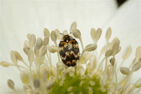 Carpet Beetle Traps: What Are They and How Do They Work?