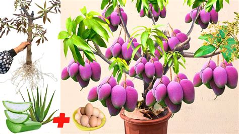 Best Skill Technique Grafting Mango Tree With Aloe Vera Fruit How To