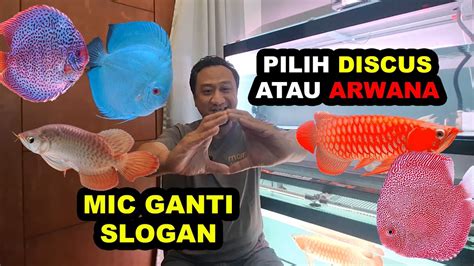 Pilih Ikan Discus Atau Arwana Mic Ganti Slogan Main Ikan