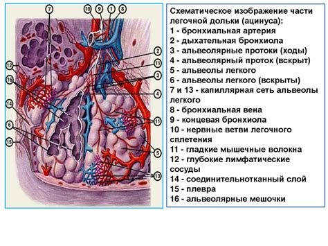 Дыхательная система - online presentation