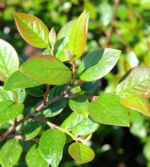 Кизильник блестящий купить саженцы от производителя | ПДК-Южный