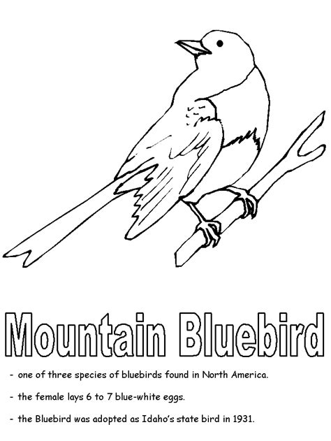 Idaho State Bird Coloring Page Coloring Pages