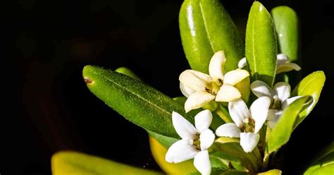 Dwarf Mock Orange Care: Learn Tips On Growing Pittosporum Tobira