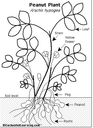 Peanut Plant - EnchantedLearning.com