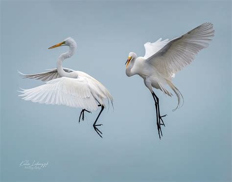 Great Egret Dance Photograph By Kellie Lukaczyk Fine Art America