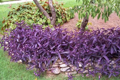 Ground Cover Weeds With Purple Flowers