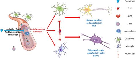 Frontiers Neuroprotective Effects Of Fingolimod Supplement On The