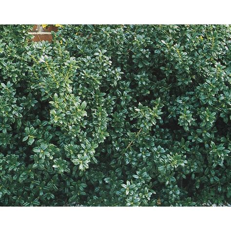 Dwarf Burford Holly Foundation/Hedge Shrub in Pot (With Soil) (L7074 ...