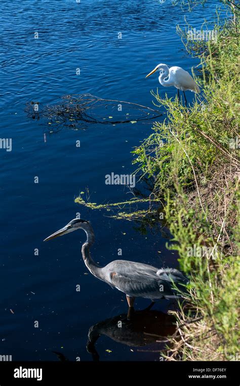 Great Blue Heron Ardea Herodias And Great Egret Ardea Alba A K A