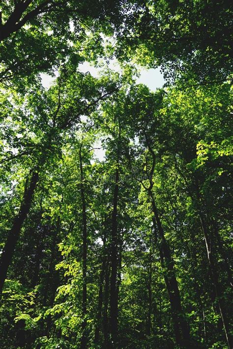 Árvore De árvores Altas Muitas Folhas Verdes Nos Galhos Vista De