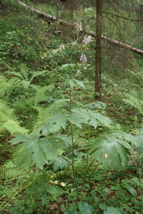 Northern Wolfsbane from Красноуфимский р-н, Свердловская обл., Россия ...