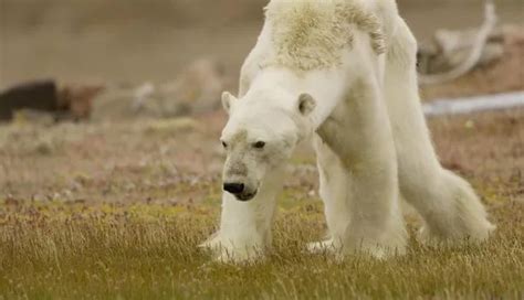 Heartbreaking Video Of A Starving Polar Bear Shows The Soul Crushing