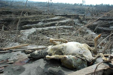 ProFauna Helps Animal Victims of Merapi Eruption | PROFAUNA