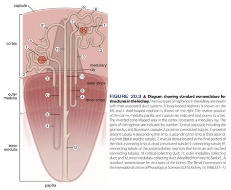 Histology Urin Flashcards Quizlet