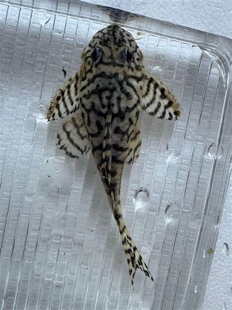 cracked zebra pleco adult male cm hypancistrus sp pick upair