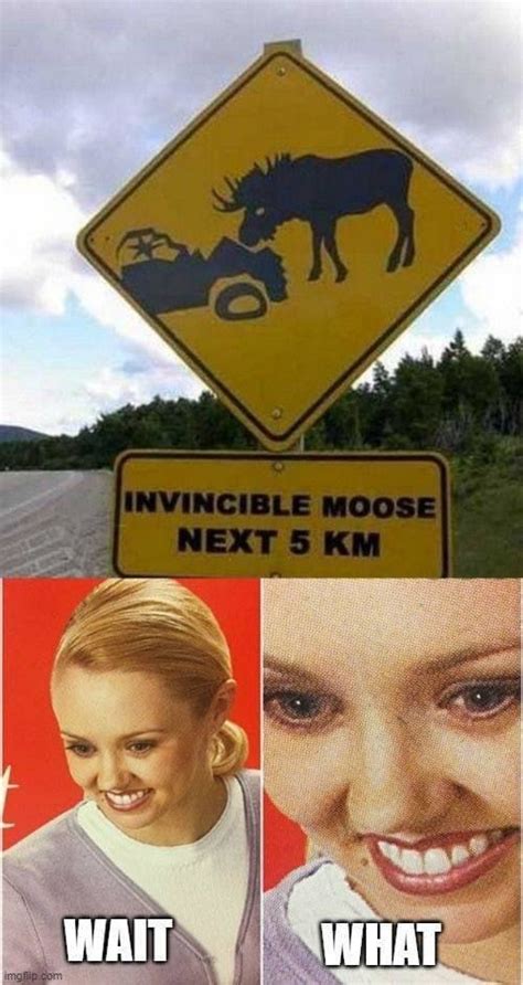 Moose Memes