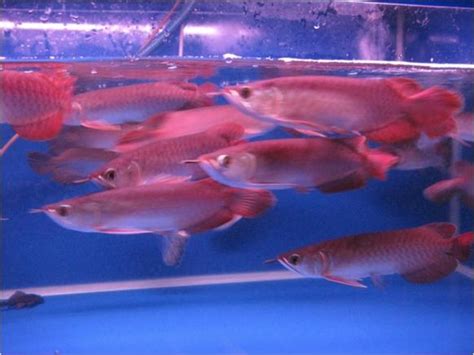 Arwana Arowana Super Red Arwana