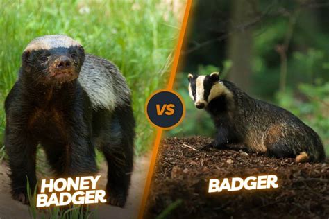 Badger Vs Honey Badger: The Ultimate Badger Showdown