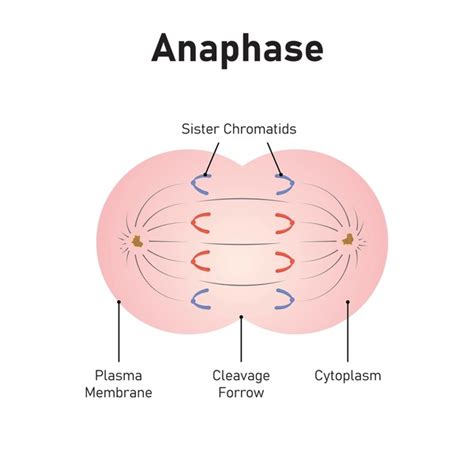 diagrama de anafase da mitose