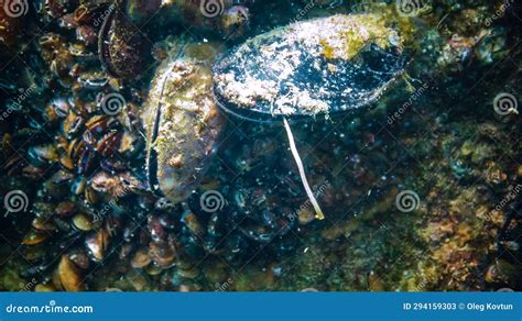 Mediterranean Mussel Mytilus Galloprovincialis The Mollusk Secretes