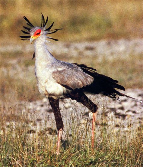 Secretary Bird Sagittarius Serpentarius A Photo On Flickriver