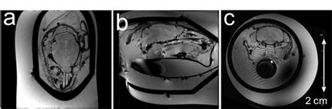 Ex Vivo Mouse Head Immersed In 1PBS And Placed Within The 50mL