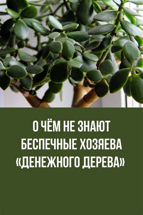О чём не знают беспечные хозяева «Денежного дерева» | Толстянка ...