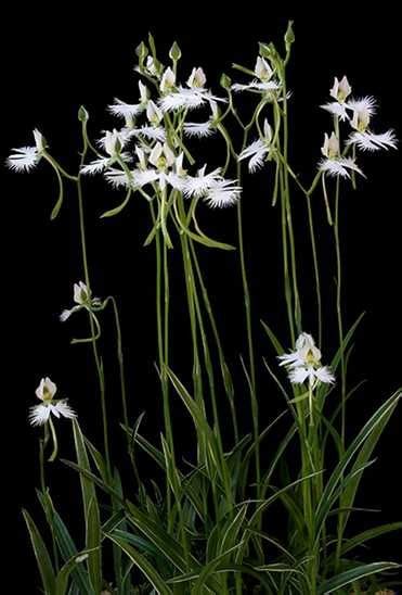 Habenaria Radiata Unveiling The Enchanting Beauty Of The White Egret