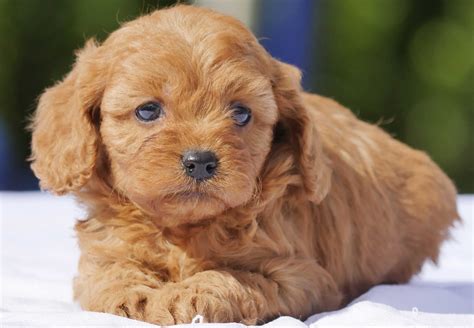 Cavoodle Puppies For Sale Chevromist Kennels Puppies Australia