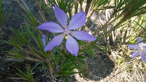 Flores Silvestres Da Regi O Sudeste