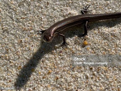 Photo Image Of Australian Native Reptile Common Garden Skink Stock